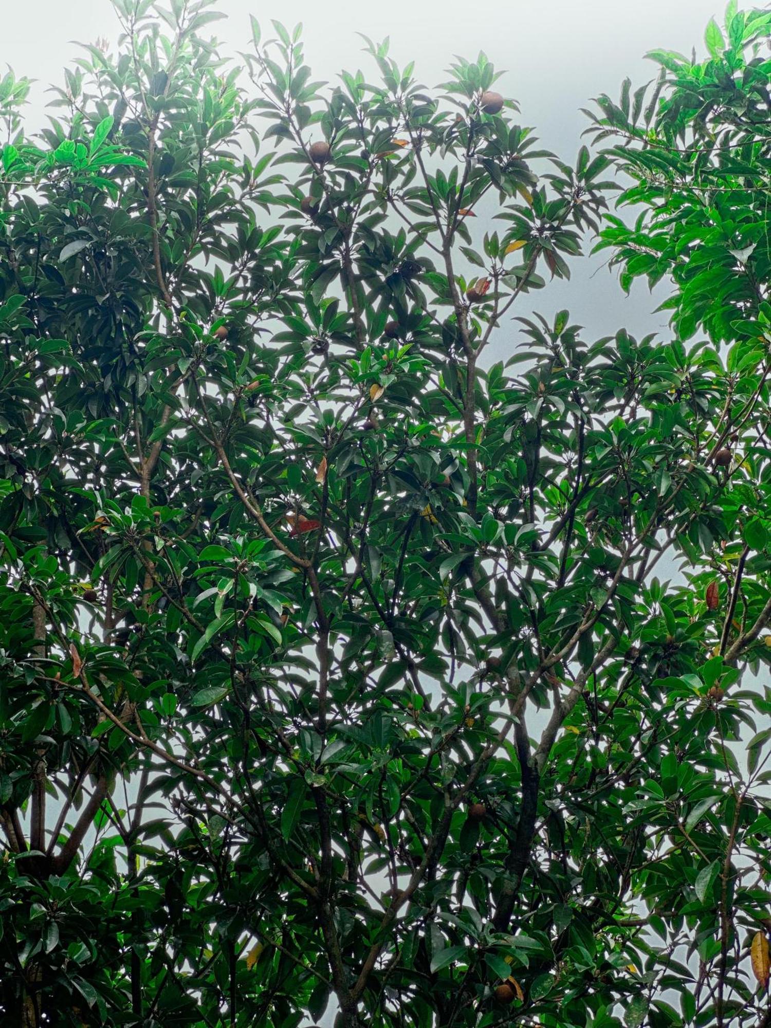 Janiro Tea Trees Villas ไวทีรี ภายนอก รูปภาพ