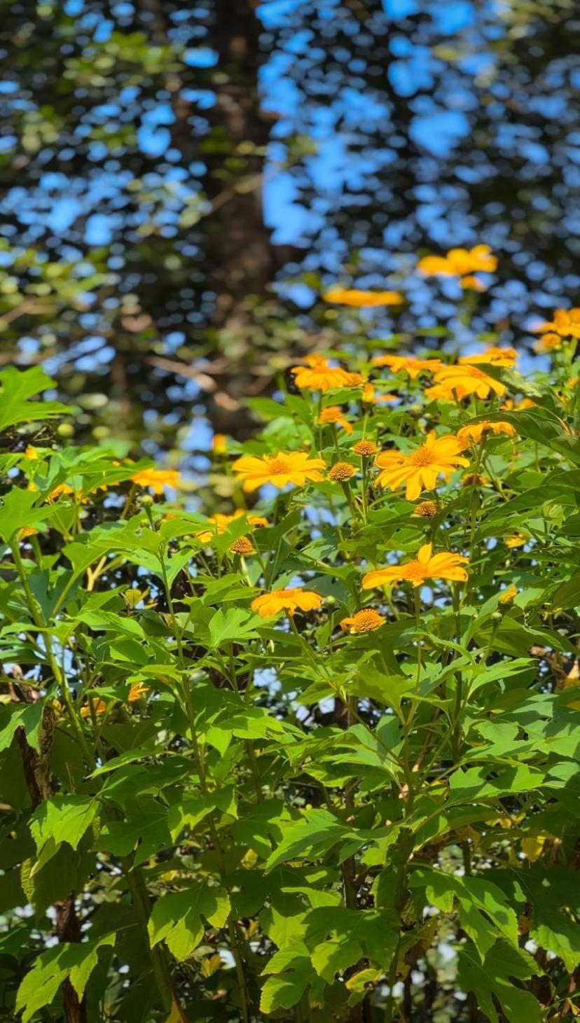 Janiro Tea Trees Villas ไวทีรี ภายนอก รูปภาพ