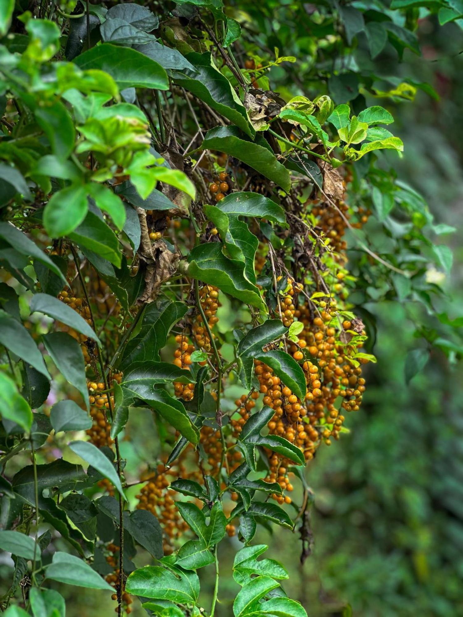 Janiro Tea Trees Villas ไวทีรี ภายนอก รูปภาพ