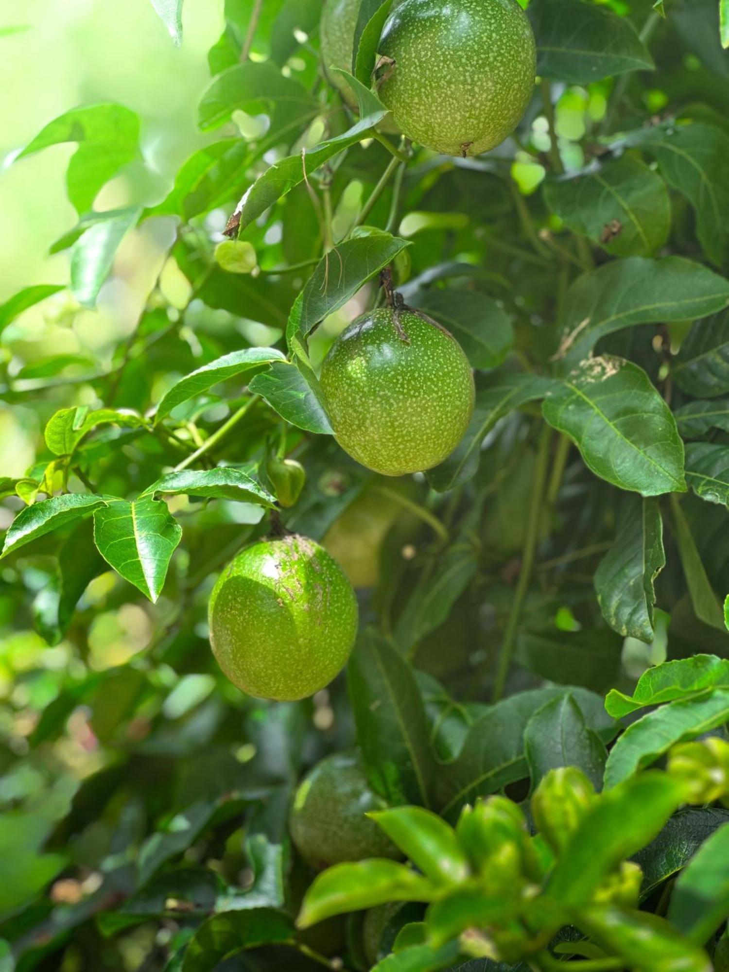 Janiro Tea Trees Villas ไวทีรี ภายนอก รูปภาพ